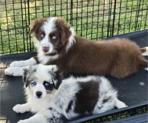 Miniature Australian Shepherd Puppy for sale in ELIZABETH CITY, NC, USA