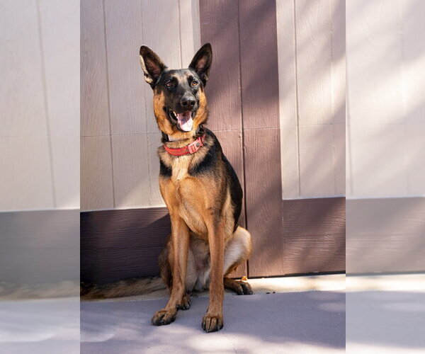 Medium Photo #10 German Shepherd Dog-Unknown Mix Puppy For Sale in Lake Forest, CA, USA