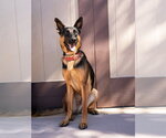 Small #9 German Shepherd Dog Mix