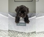 Small #3 Shih Tzu