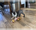 Small Photo #6 Boston Terrier Puppy For Sale in FREDONIA, KS, USA