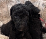 Small Photo #9 Schnoodle (Giant) Puppy For Sale in ANDERSON, CA, USA