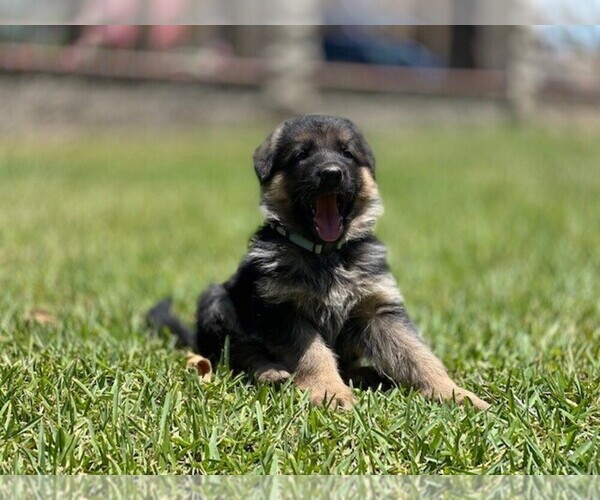 Medium Photo #1 German Shepherd Dog Puppy For Sale in PERRIS, CA, USA