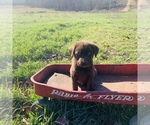 Small Photo #13 Labrador Retriever Puppy For Sale in AVA, MO, USA