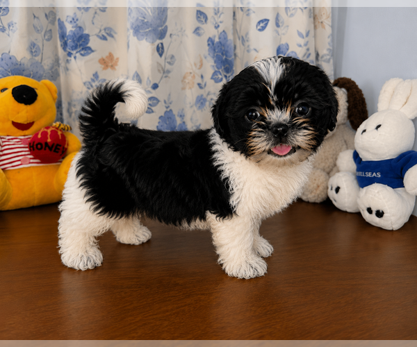Medium Photo #13 Shih Tzu Puppy For Sale in DURHAM, CT, USA