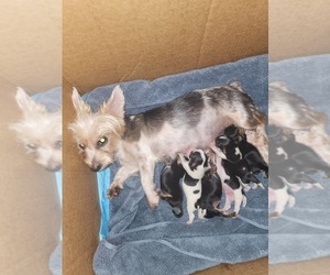 Biewer Yorkie Puppy for Sale in WOODSTOCK, Georgia USA