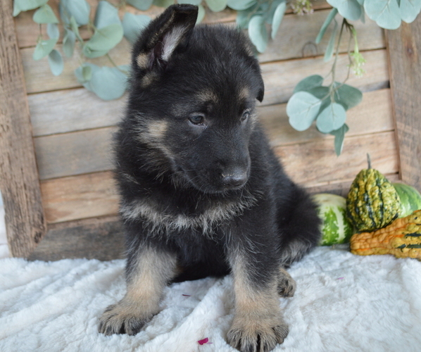Medium Photo #6 German Shepherd Dog Puppy For Sale in HONEY BROOK, PA, USA