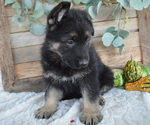 Small #5 German Shepherd Dog