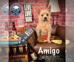 Small #4 Cairn Terrier