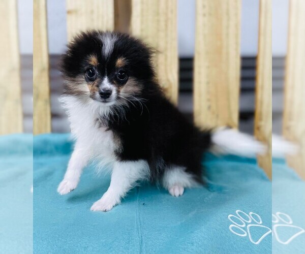 Medium Photo #1 Pomeranian Puppy For Sale in CINCINNATI, OH, USA