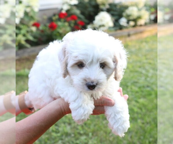 Medium Photo #1 Cavapoo-Poodle (Miniature) Mix Puppy For Sale in GOSHEN, IN, USA