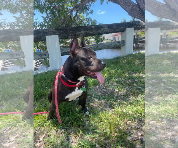 Medium Photo #21 Mutt Puppy For Sale in Pompano Beach , FL, USA