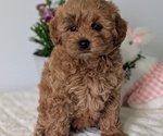 Small #6 Goldendoodle (Miniature)