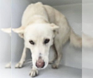 German Shepherd Dog-Unknown Mix Dogs for adoption in Houston, TX, USA