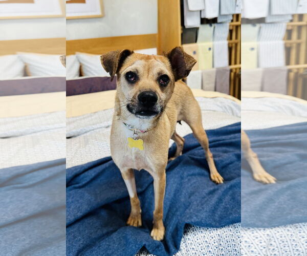 Medium Photo #4 Chihuahua-Unknown Mix Puppy For Sale in Marina Del Rey, CA, USA