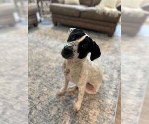 Mutt Dogs for adoption in Rockaway, NJ, USA