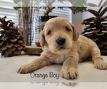 Small Photo #4 Goldendoodle Puppy For Sale in LEWISVILLE, TX, USA