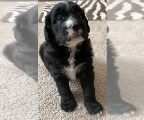 Medium Photo #4 Sheepadoodle Puppy For Sale in KATY, TX, USA
