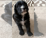 Small Photo #4 Sheepadoodle Puppy For Sale in KATY, TX, USA