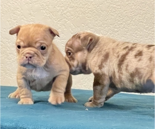 Medium Photo #6 English Bulldog Puppy For Sale in PHOENIX, AZ, USA