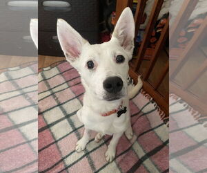 Mutt Dogs for adoption in Davis, CA, USA