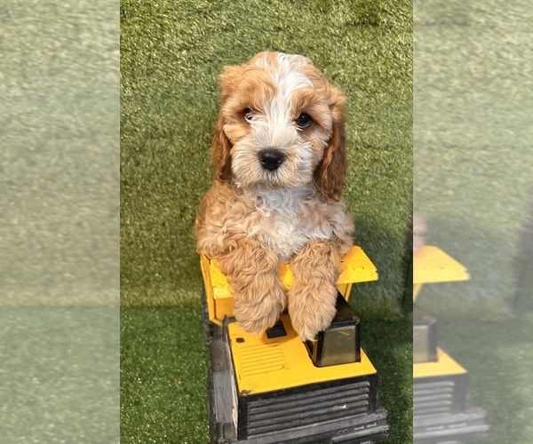 Medium Photo #2 Cavapoo (Miniature) Puppy For Sale in MIDDLEBURY, IN, USA