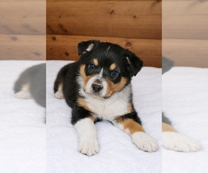 Medium Australian Shepherd