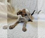 Small #1 Black Mouth Cur Mix