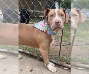 Mutt Dogs for adoption in Tulsa, OK, USA