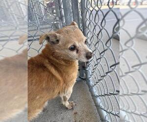 Chihuahua Dogs for adoption in Bakersfield, CA, USA