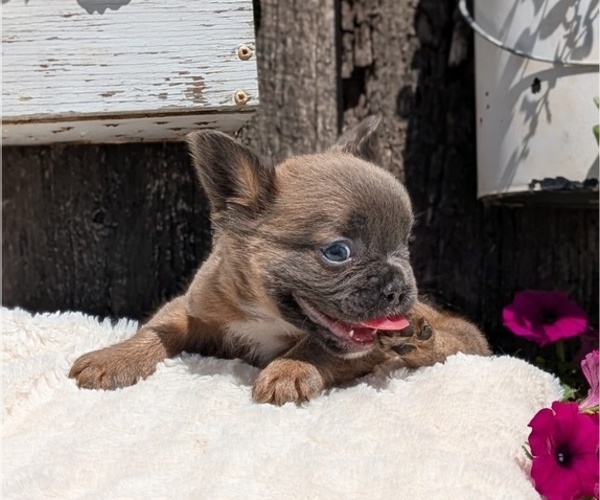 Medium Photo #17 French Bulldog Puppy For Sale in GOSHEN, IN, USA