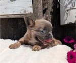 Small Photo #17 French Bulldog Puppy For Sale in GOSHEN, IN, USA