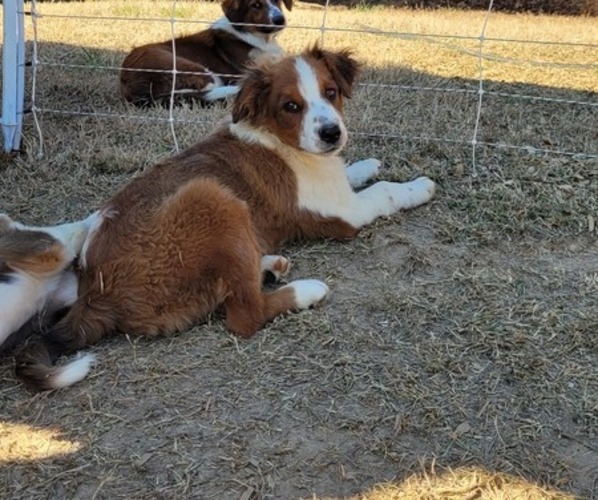 Medium Photo #1 English Shepherd Puppy For Sale in ROUNDHILL, KY, USA