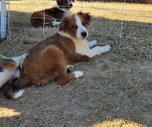 English Shepherd Puppy for Sale in ROUNDHILL, Kentucky USA