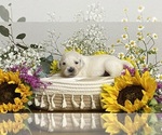 Small #3 English Cream Golden Retriever