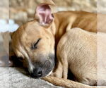 Small #7 American Staffordshire Terrier Mix