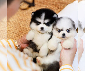 Pomsky Puppy for sale in CAMPBELL, CA, USA