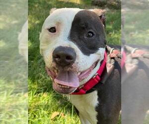 Mutt Dogs for adoption in Woodland, CA, USA