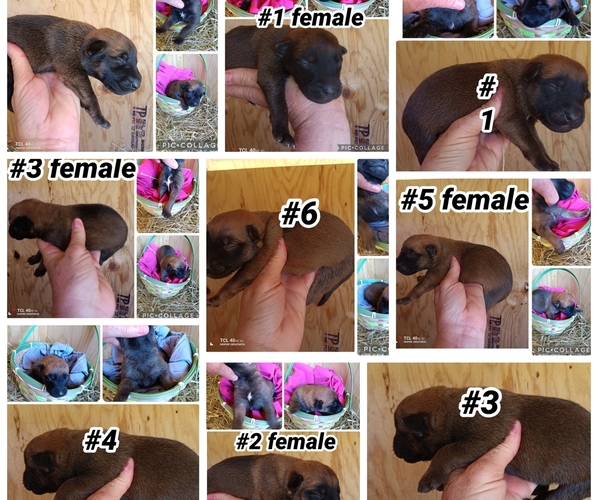 Medium Photo #1 German Malinois Puppy For Sale in DILLWYN, VA, USA