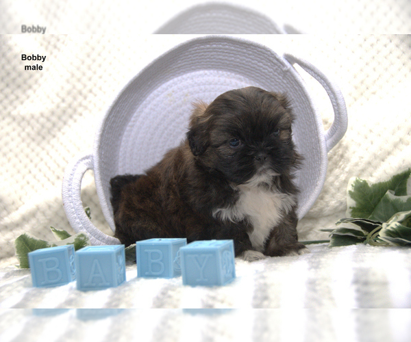 Medium Photo #3 Shih Tzu Puppy For Sale in CLARE, MI, USA