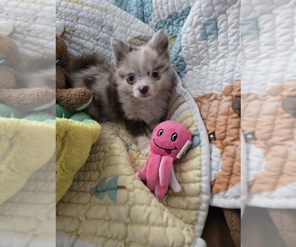 Medium Photo #11 Chiranian Puppy For Sale in OCALA, FL, USA