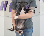 Small #4 American Staffordshire Terrier Mix