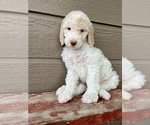Small Photo #2 Goldendoodle Puppy For Sale in GARDNERVILLE, NV, USA