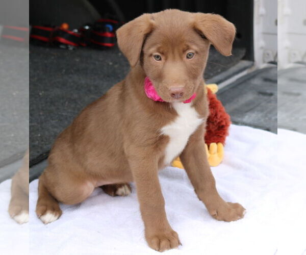 Medium Photo #3 Labrador Retriever-Unknown Mix Puppy For Sale in Bandera, TX, USA