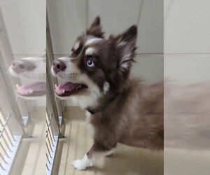 Pomsky Dogs for adoption in Derwood, MD, USA