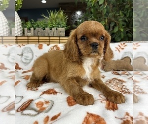 Cavalier King Charles Spaniel Puppy for sale in GREENFIELD, IN, USA