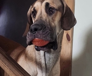 Father of the Great Dane puppies born on 07/18/2025