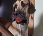 Small Photo #1 Great Dane Puppy For Sale in POMEROY, OH, USA