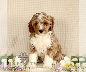 Goldendoodle (Miniature) Puppy for sale in GORDONVILLE, PA, USA