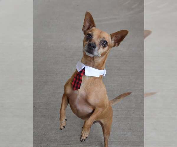 Medium Photo #1 Chihuahua-Unknown Mix Puppy For Sale in McKinney, TX, USA